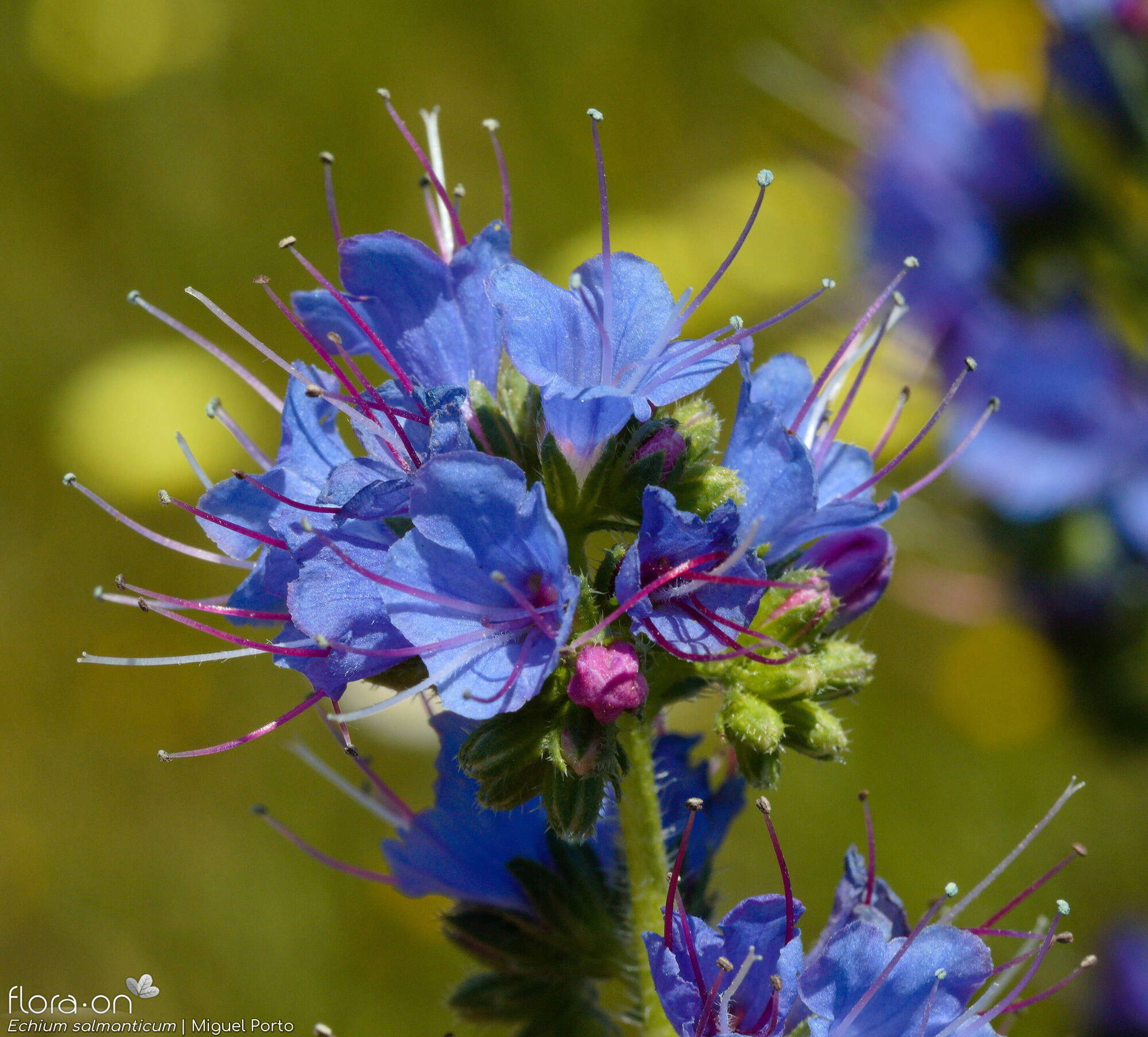 Echium salmanticum - Flor (close-up) | Miguel Porto; CC BY-NC 4.0