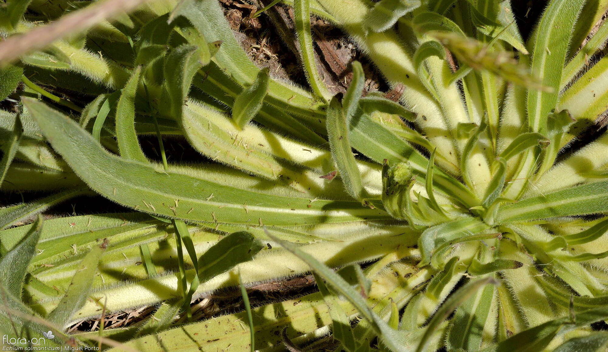 Echium salmanticum - Folha | Miguel Porto; CC BY-NC 4.0
