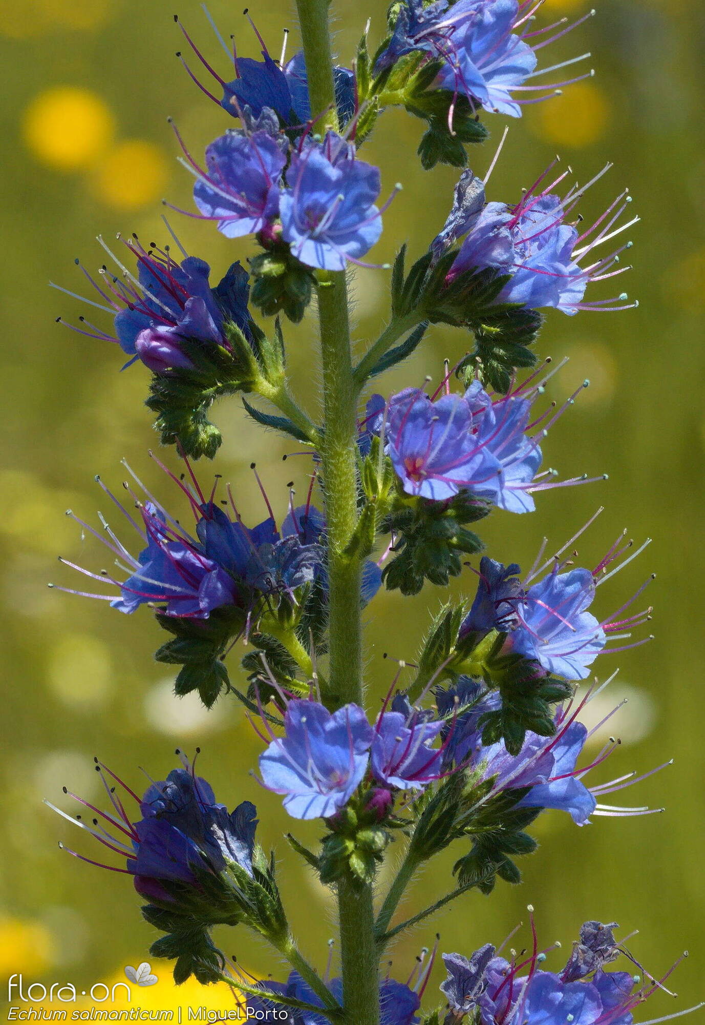 Echium salmanticum - Flor (geral) | Miguel Porto; CC BY-NC 4.0
