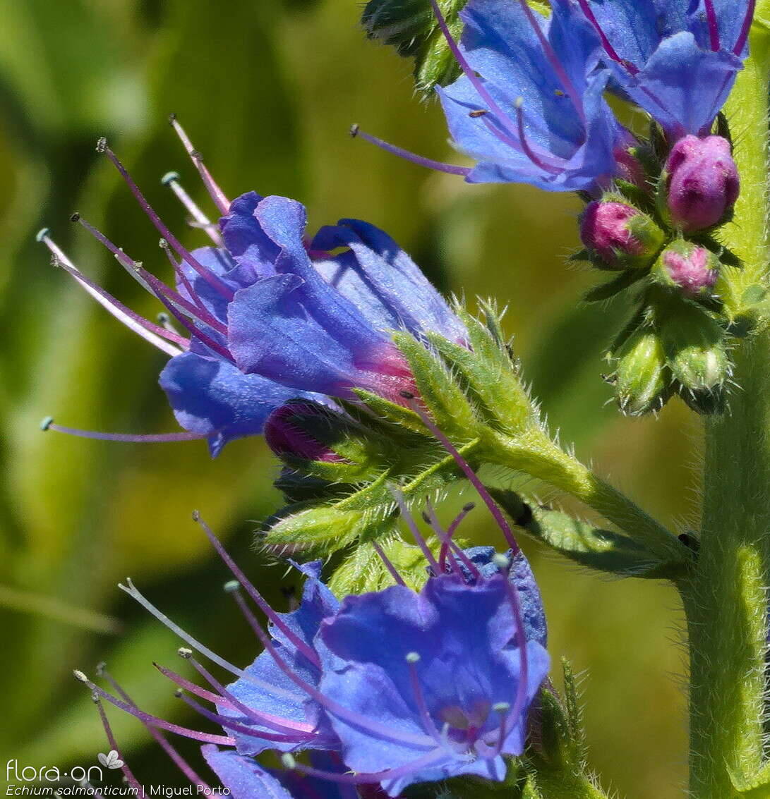 Echium salmanticum - Flor (close-up) | Miguel Porto; CC BY-NC 4.0