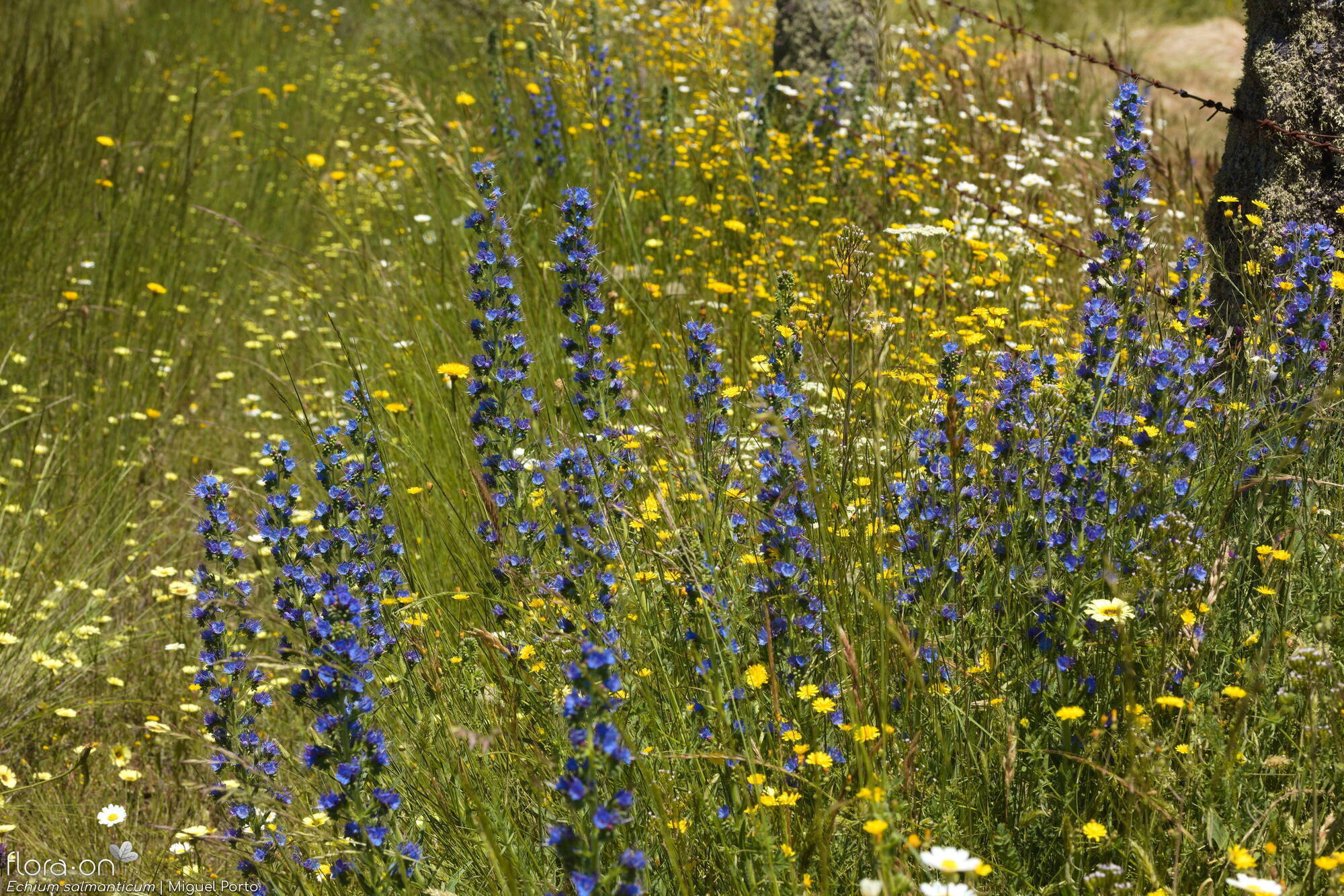Echium salmanticum - Hábito | Miguel Porto; CC BY-NC 4.0