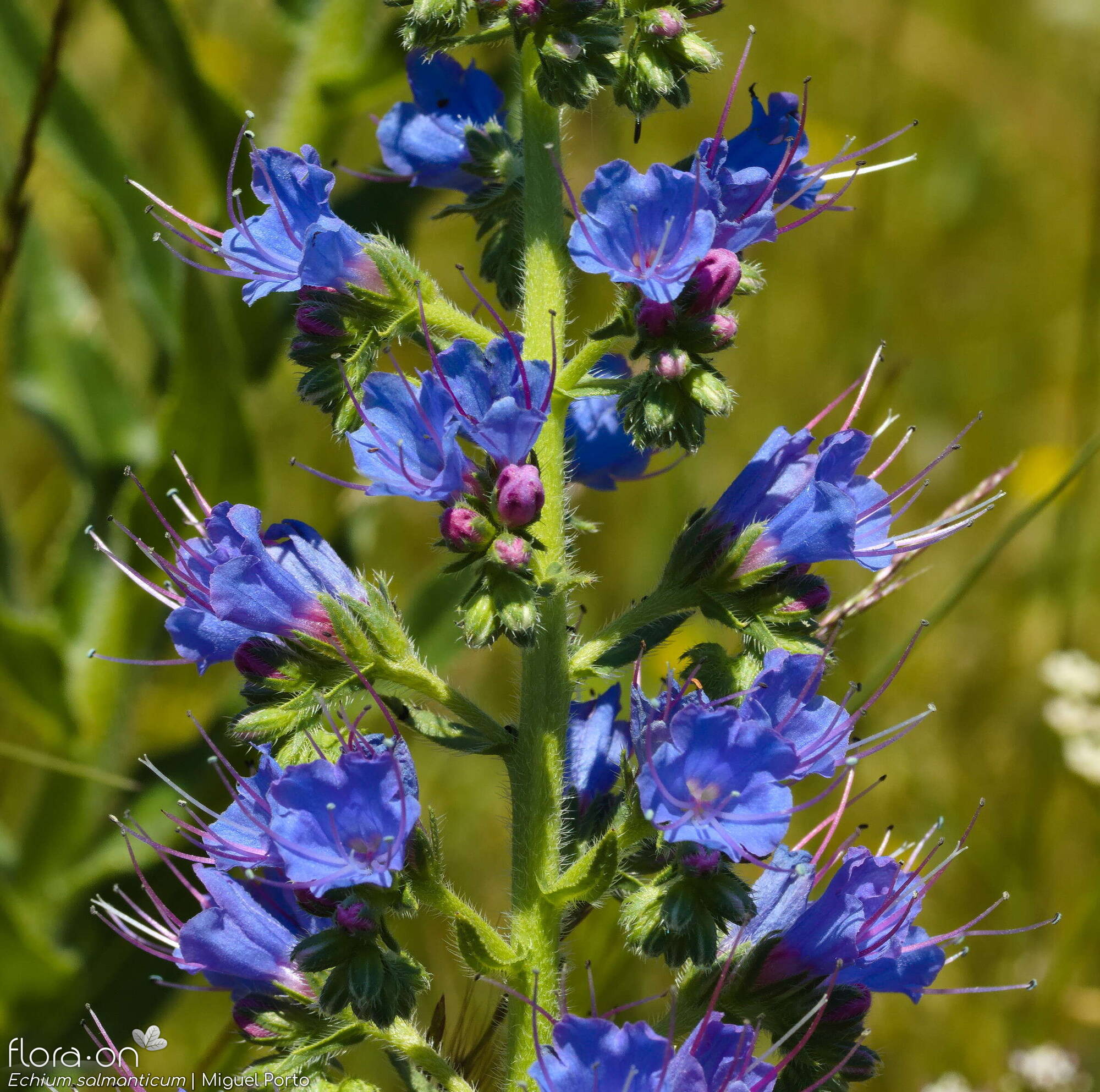 Echium salmanticum - Flor (geral) | Miguel Porto; CC BY-NC 4.0