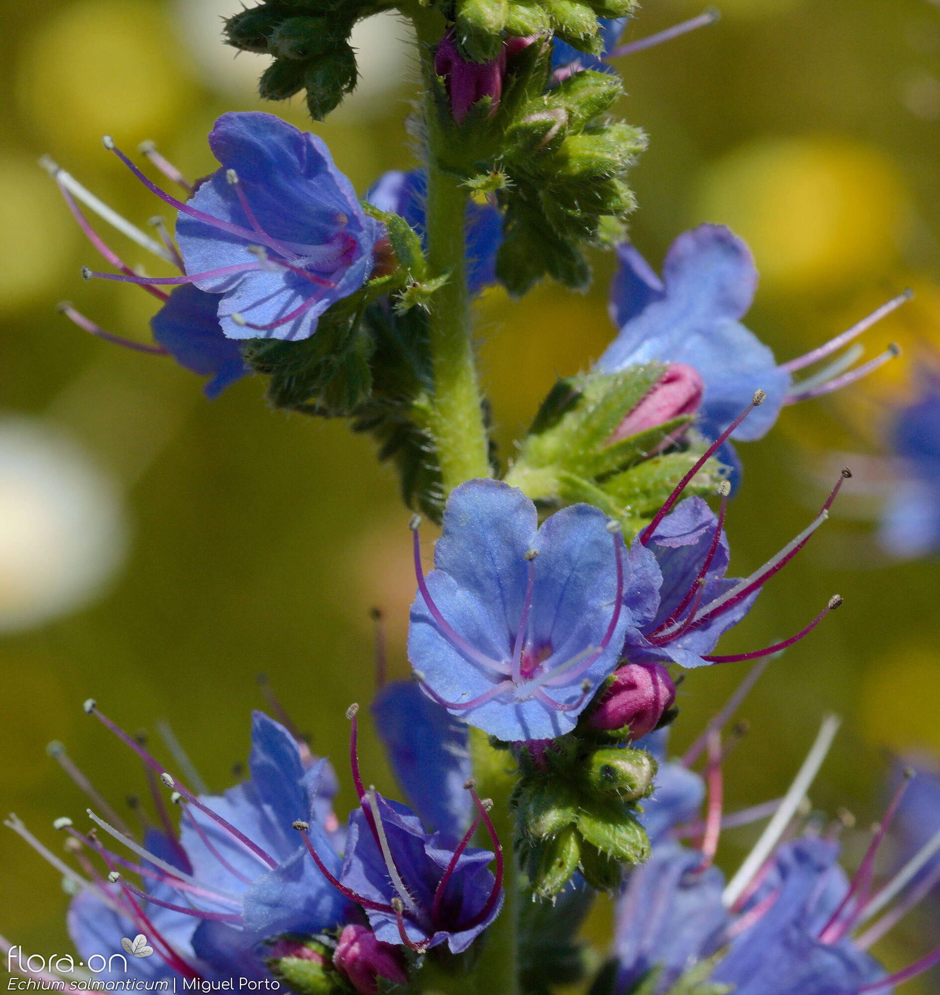 Echium salmanticum - Flor (close-up) | Miguel Porto; CC BY-NC 4.0