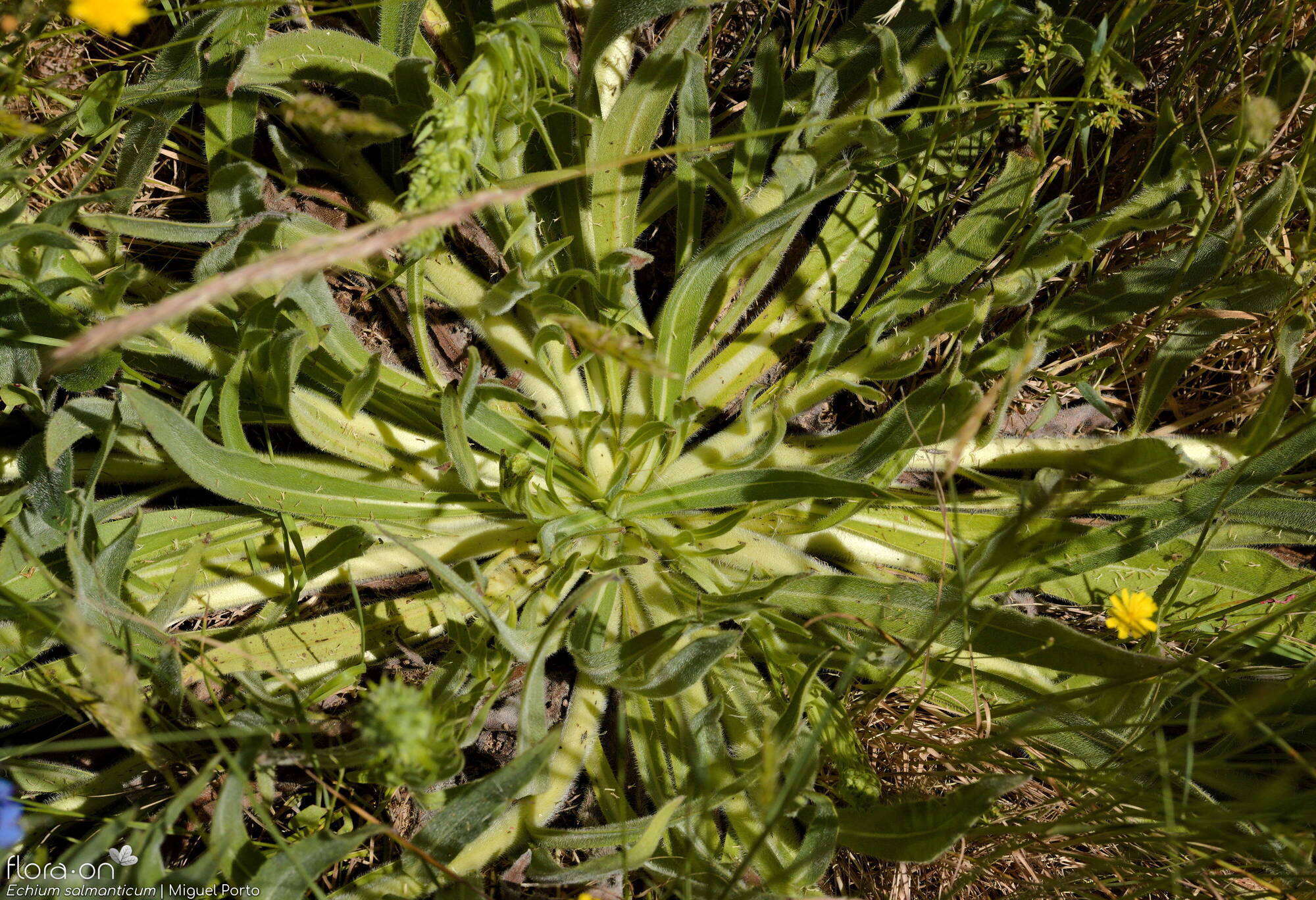 Echium salmanticum - Folha (geral) | Miguel Porto; CC BY-NC 4.0