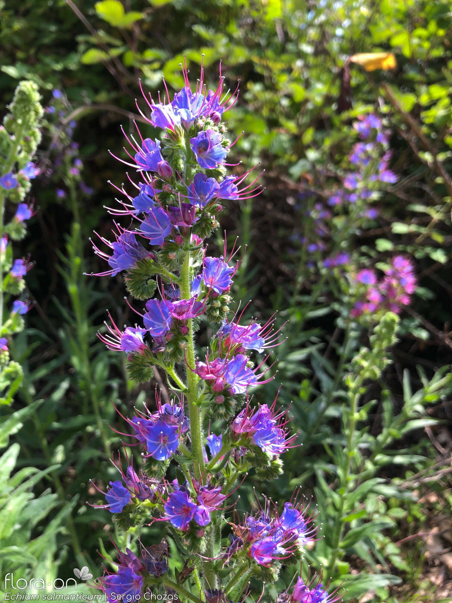 Echium salmanticum - Flor (geral) | Sergio Chozas; CC BY-NC 4.0