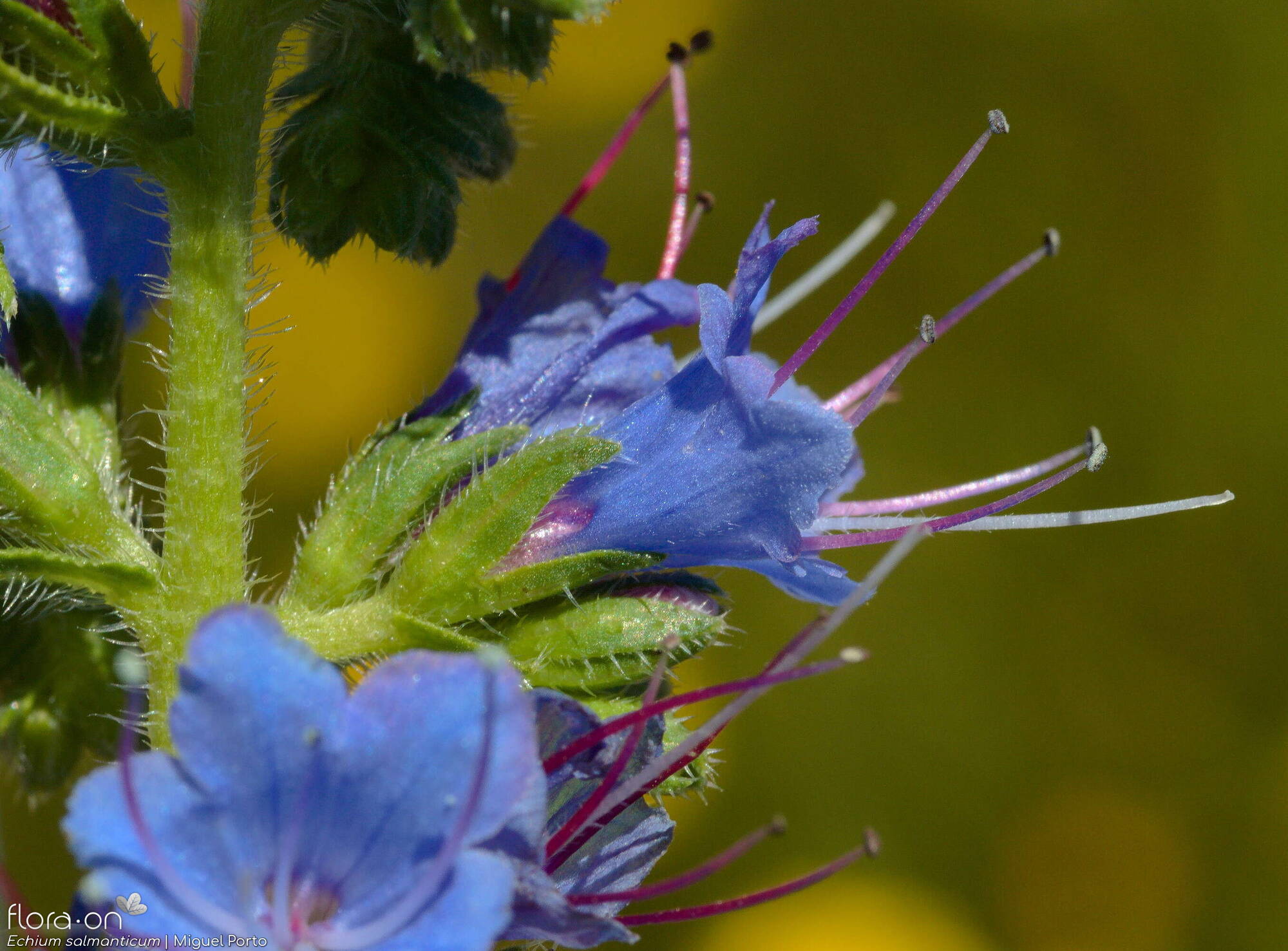 Echium salmanticum - Flor (close-up) | Miguel Porto; CC BY-NC 4.0