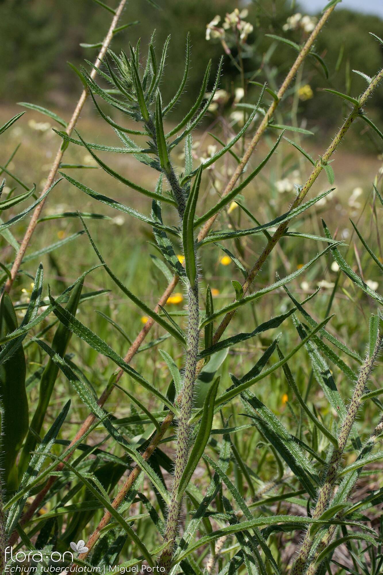 Echium tuberculatum - Folha (geral) | Miguel Porto; CC BY-NC 4.0