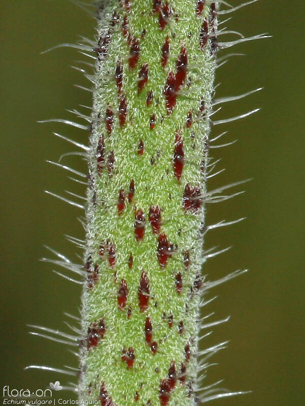 Echium vulgare - Caule | Carlos Aguiar; CC BY-NC 4.0