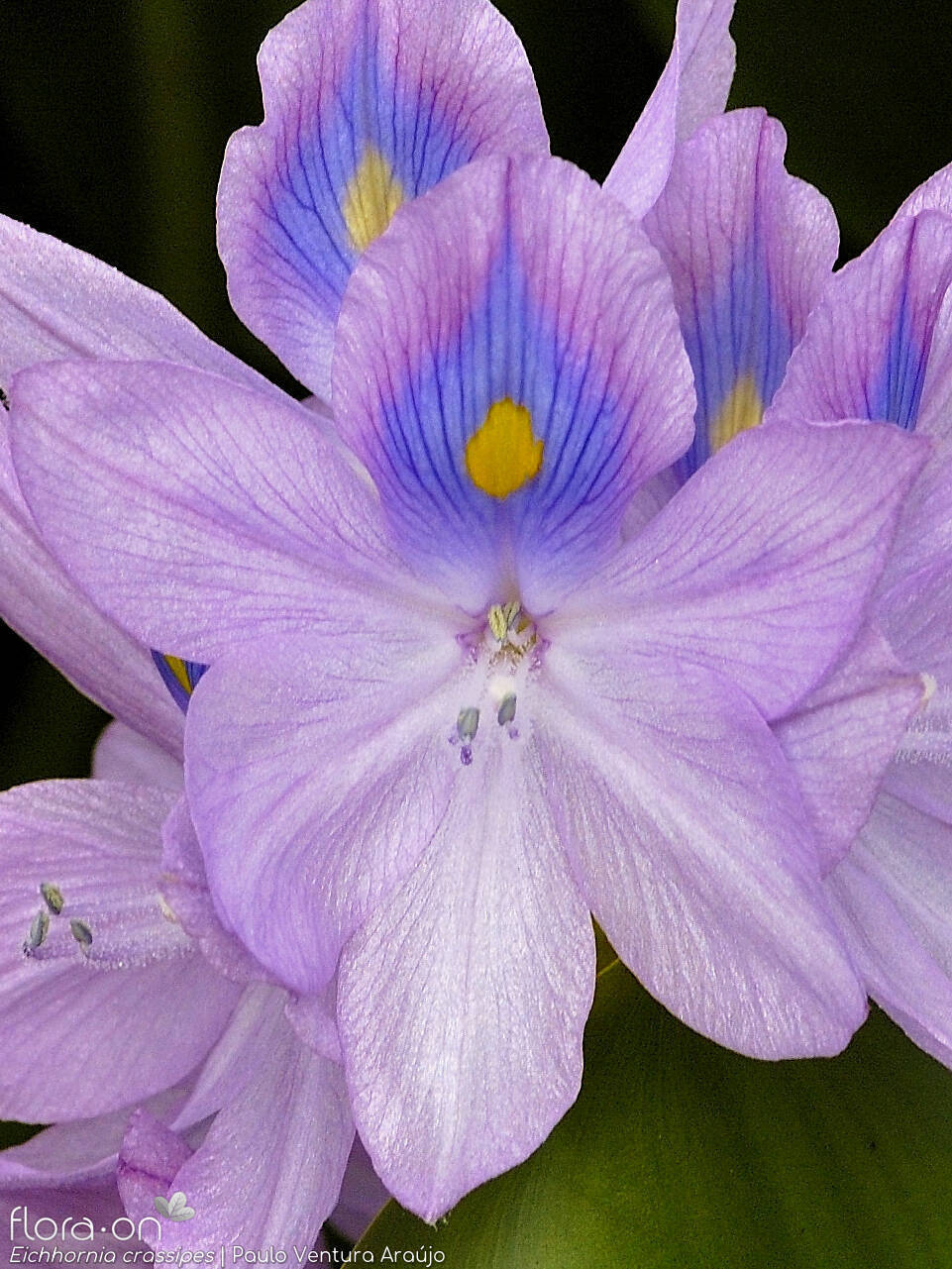 Eichhornia crassipes - Flor (close-up) | Paulo Ventura Araújo; CC BY-NC 4.0