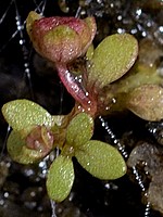 Elatinaceae
