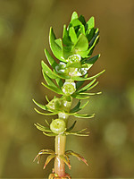 Elatinaceae