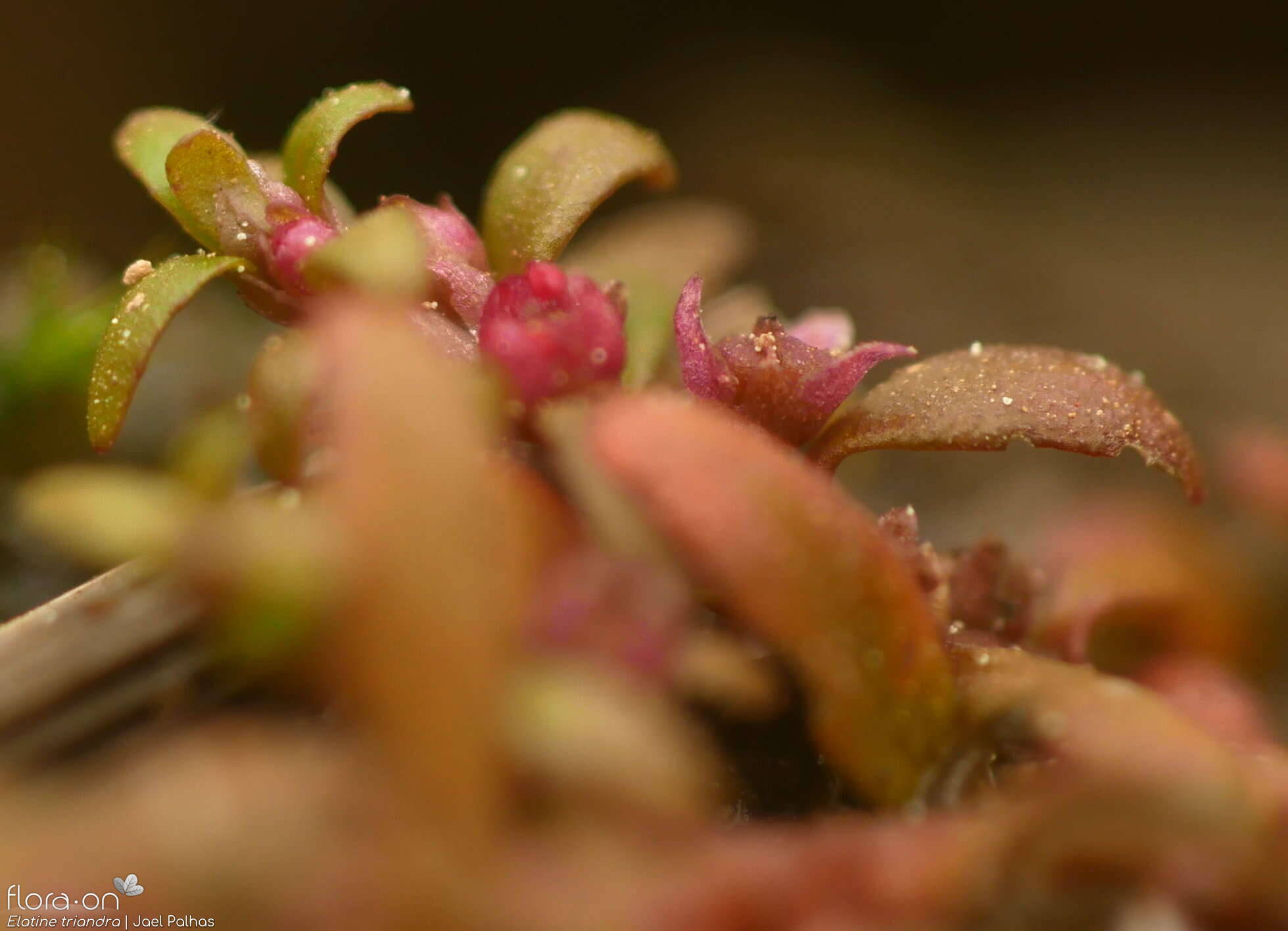 Elatine triandra - Flor (close-up) | Jael Palhas; CC BY-NC 4.0