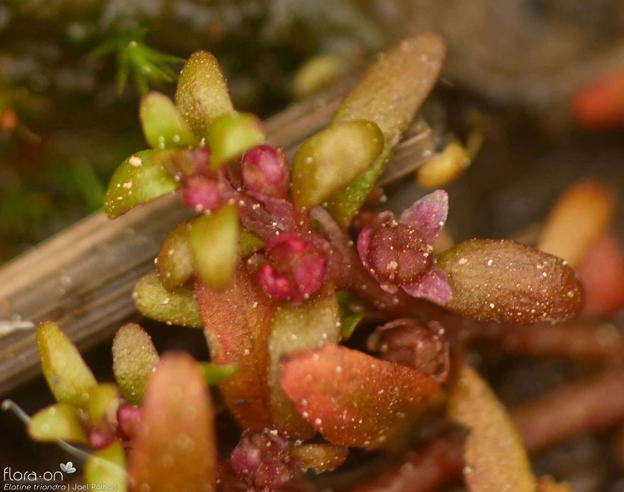 Elatine triandra - Flor (close-up) | Jael Palhas; CC BY-NC 4.0