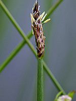 Eleocharis palustris