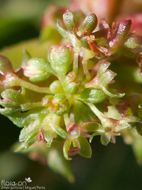 Emex spinosa - Flor (close-up) | Miguel Porto; CC BY-NC 4.0