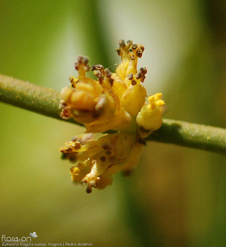 Ephedra fragilis fragilis - Flor (close-up) | Pedro Arsénio; CC BY-NC 4.0