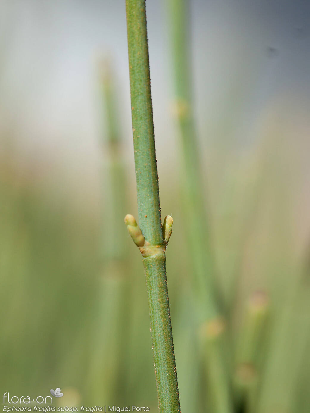 Ephedra fragilis fragilis - Caule | Miguel Porto; CC BY-NC 4.0