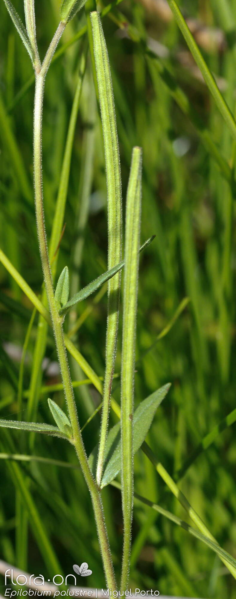 Epilobium palustre - Fruto | Miguel Porto; CC BY-NC 4.0