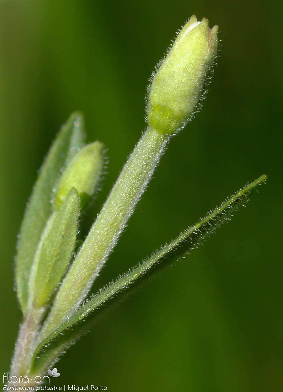 Epilobium palustre - Flor (geral) | Miguel Porto; CC BY-NC 4.0