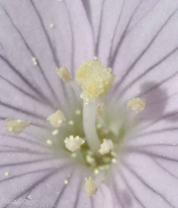 Epilobium palustre - Estruturas reprodutoras | Miguel Porto; CC BY-NC 4.0