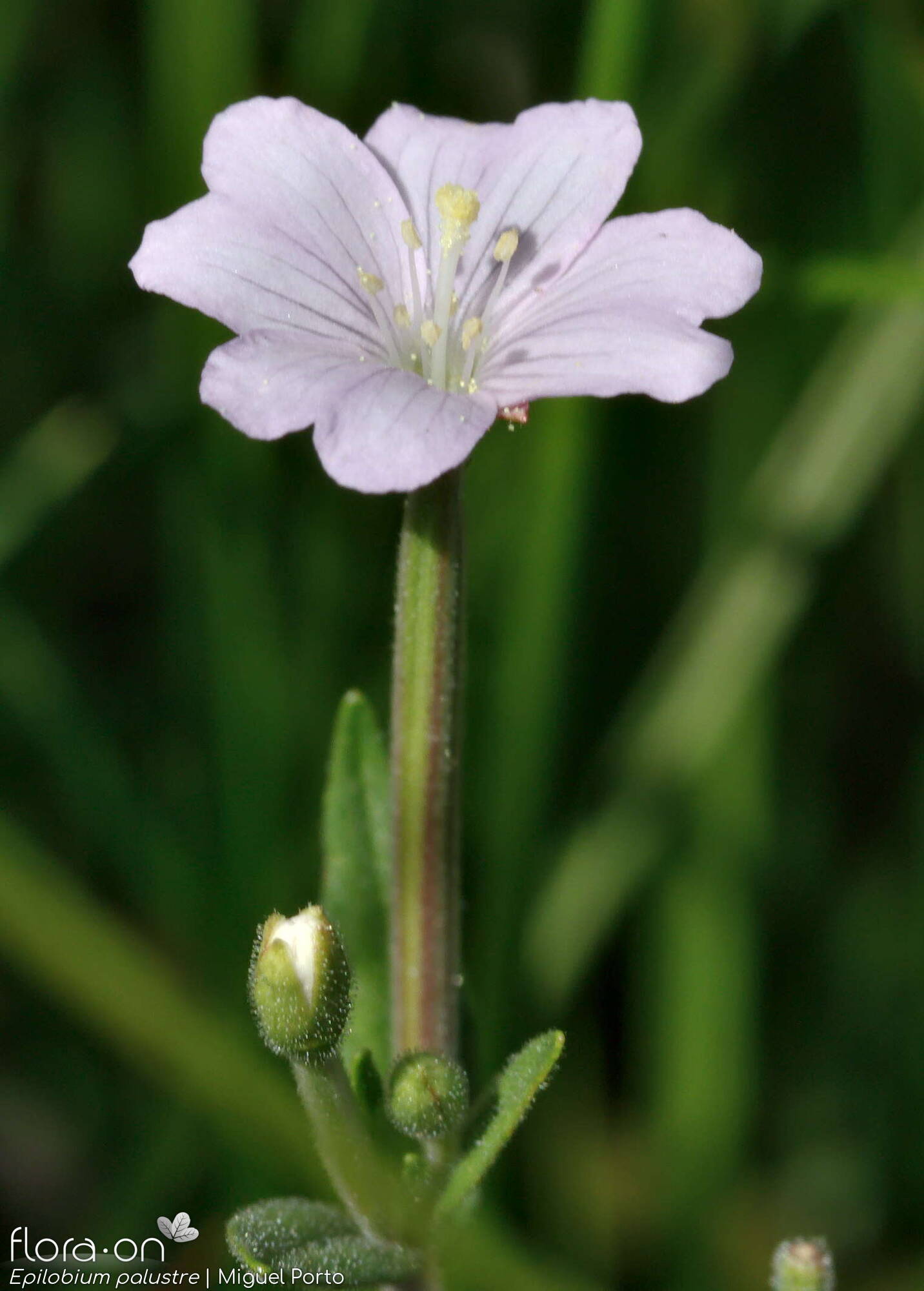 Epilobium palustre - Flor (geral) | Miguel Porto; CC BY-NC 4.0