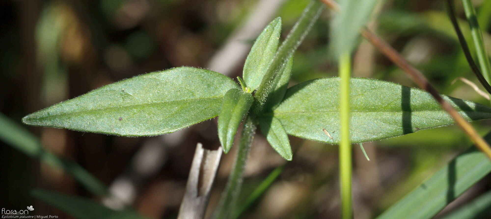 Epilobium palustre - Folha (geral) | Miguel Porto; CC BY-NC 4.0