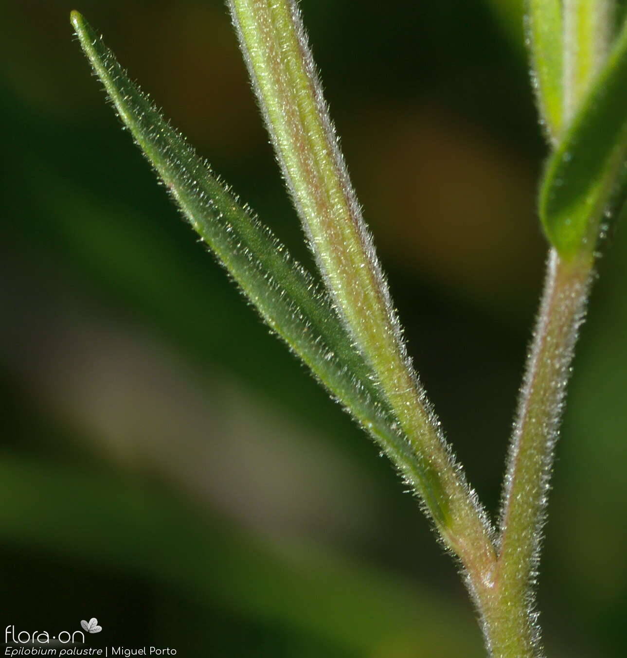 Epilobium palustre - Folha | Miguel Porto; CC BY-NC 4.0