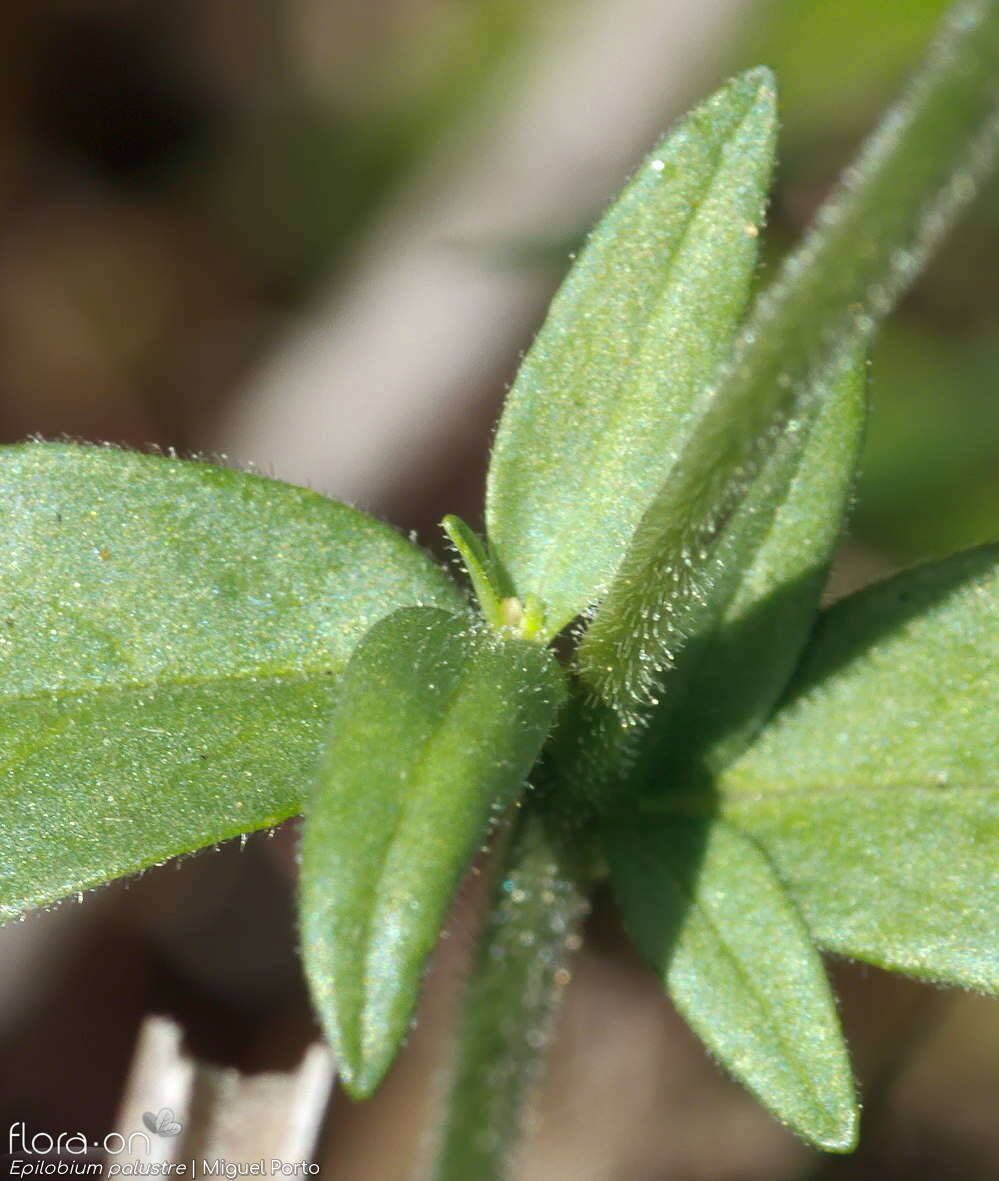 Epilobium palustre - Folha | Miguel Porto; CC BY-NC 4.0