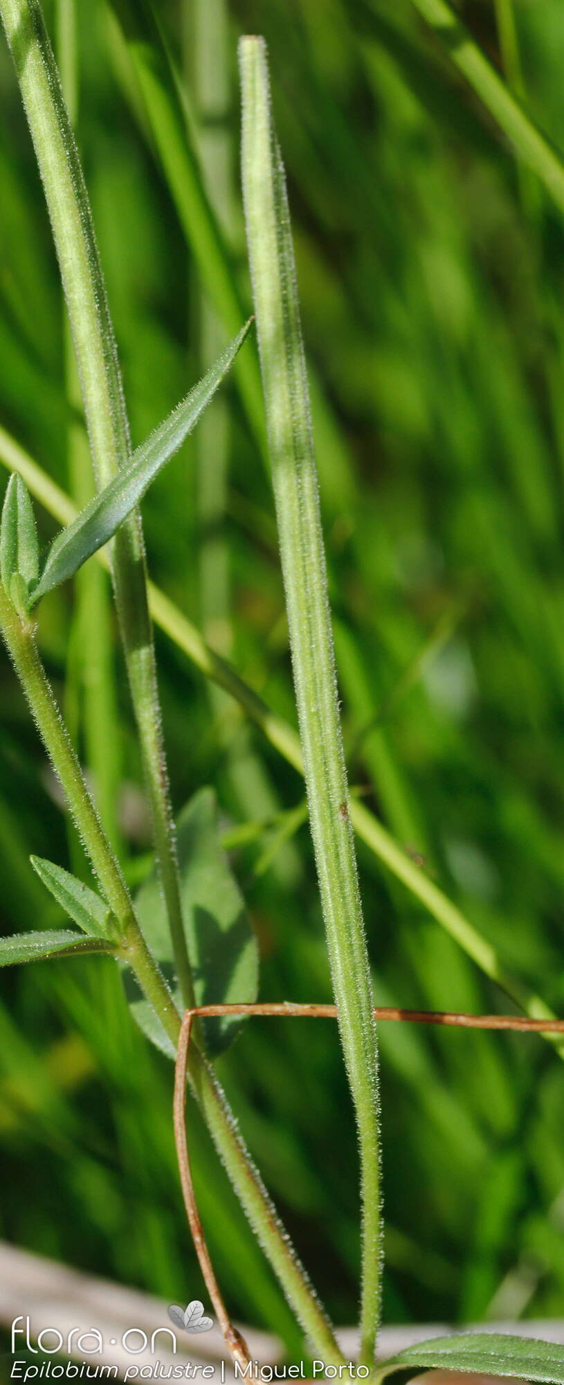 Epilobium palustre - Fruto | Miguel Porto; CC BY-NC 4.0