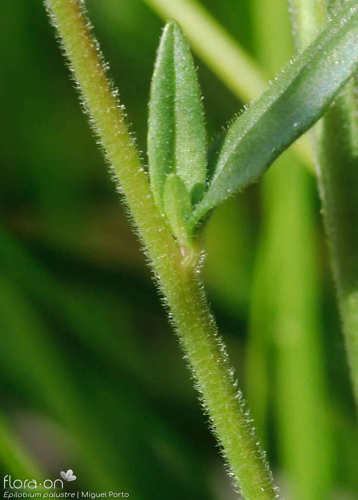 Epilobium palustre - Caule | Miguel Porto; CC BY-NC 4.0