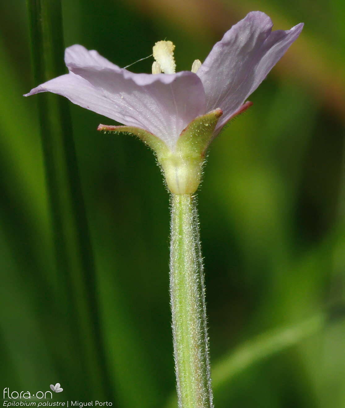 Epilobium palustre - Flor (close-up) | Miguel Porto; CC BY-NC 4.0