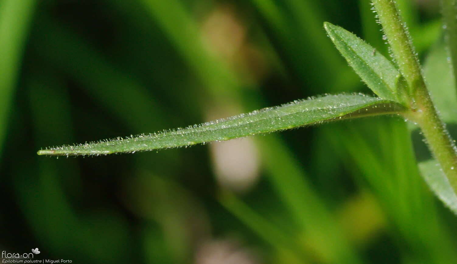 Epilobium palustre - Folha | Miguel Porto; CC BY-NC 4.0