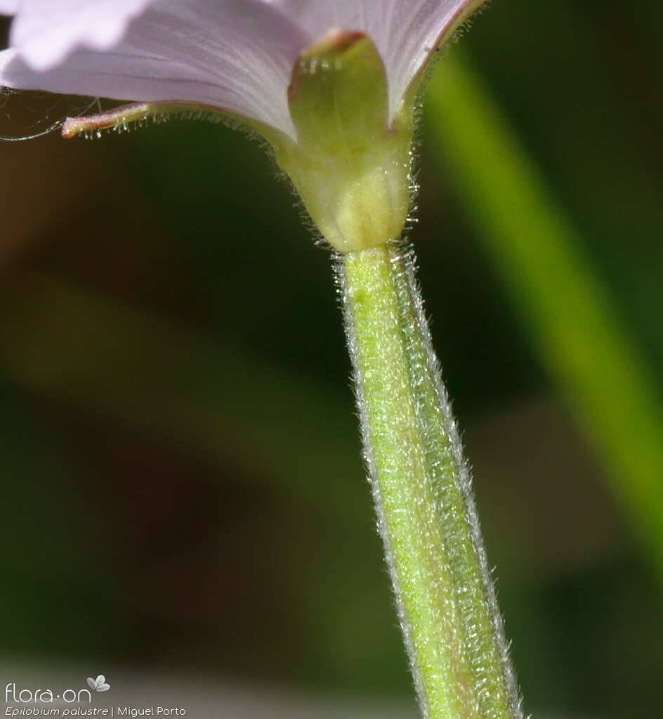 Epilobium palustre - Cálice | Miguel Porto; CC BY-NC 4.0