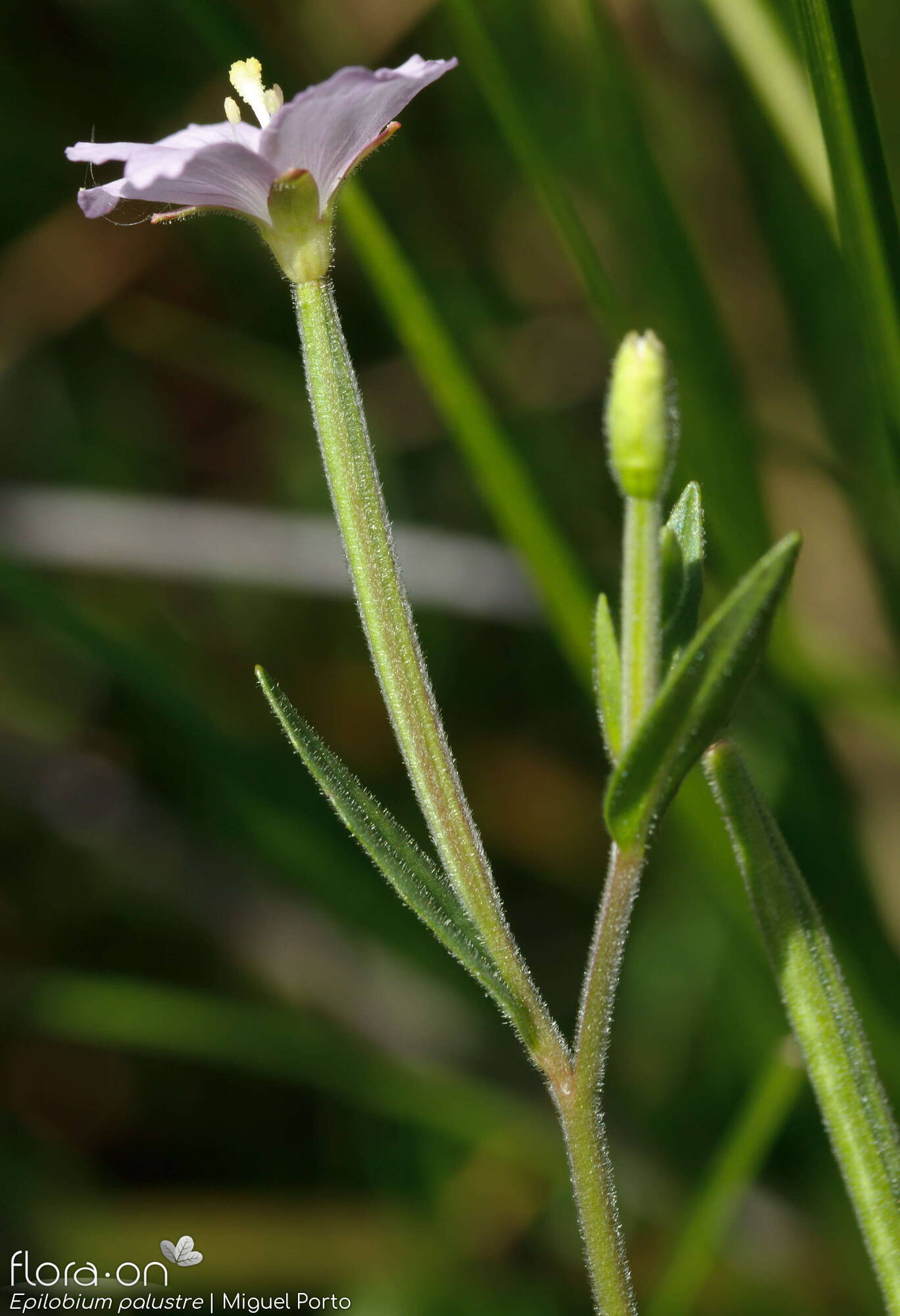 Epilobium palustre - Flor (geral) | Miguel Porto; CC BY-NC 4.0