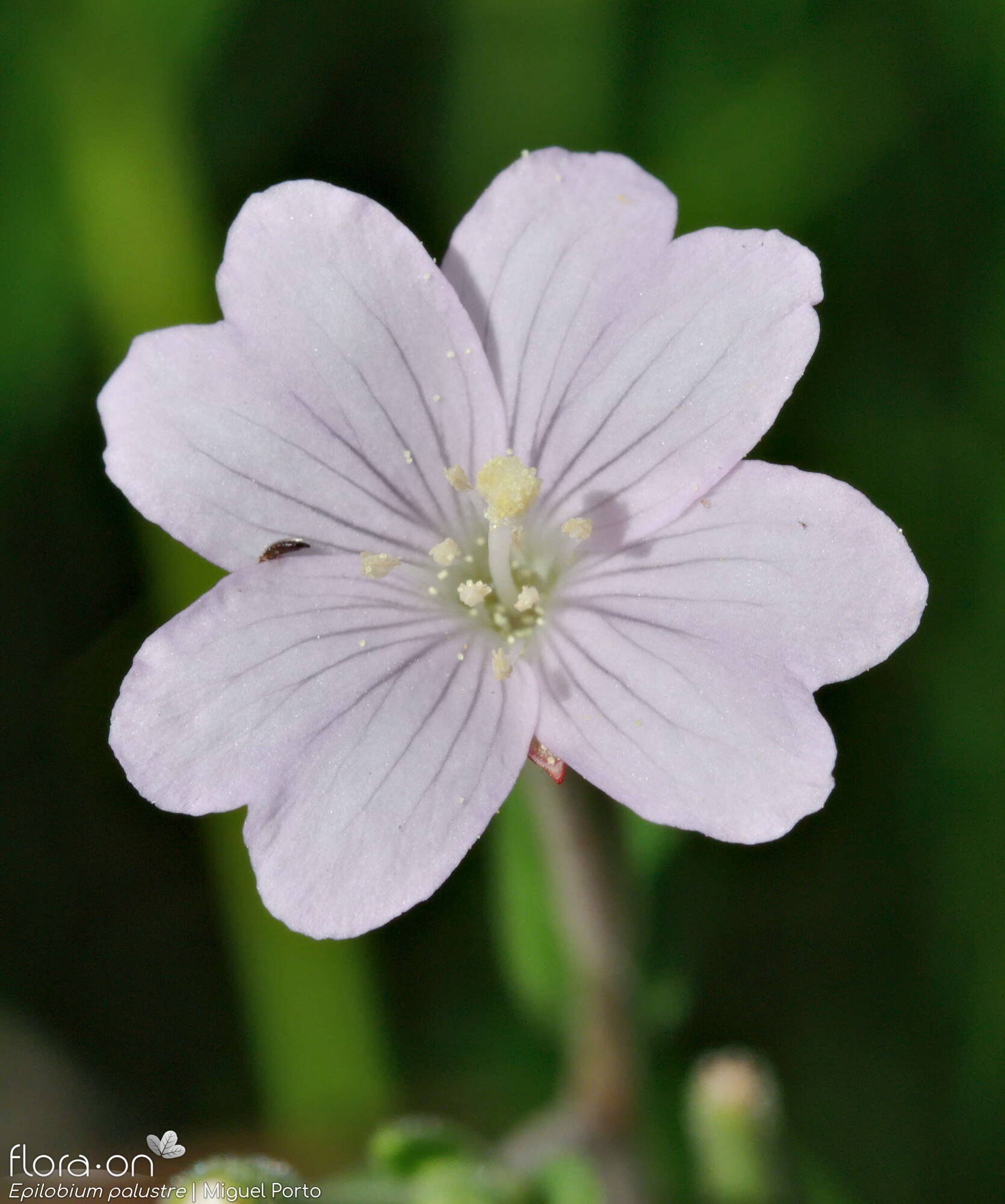 Epilobium palustre - Flor (close-up) | Miguel Porto; CC BY-NC 4.0