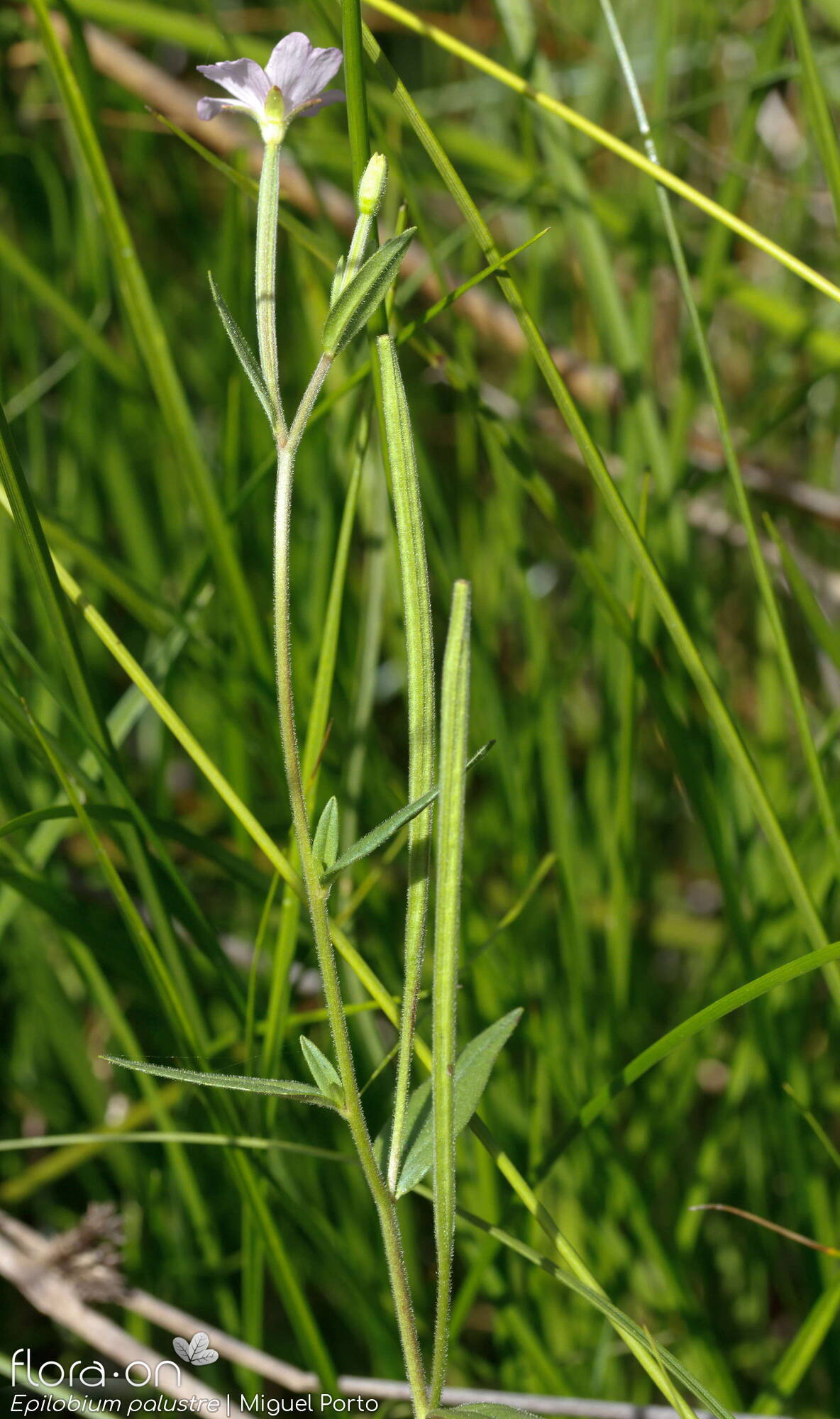 Epilobium palustre - Hábito | Miguel Porto; CC BY-NC 4.0