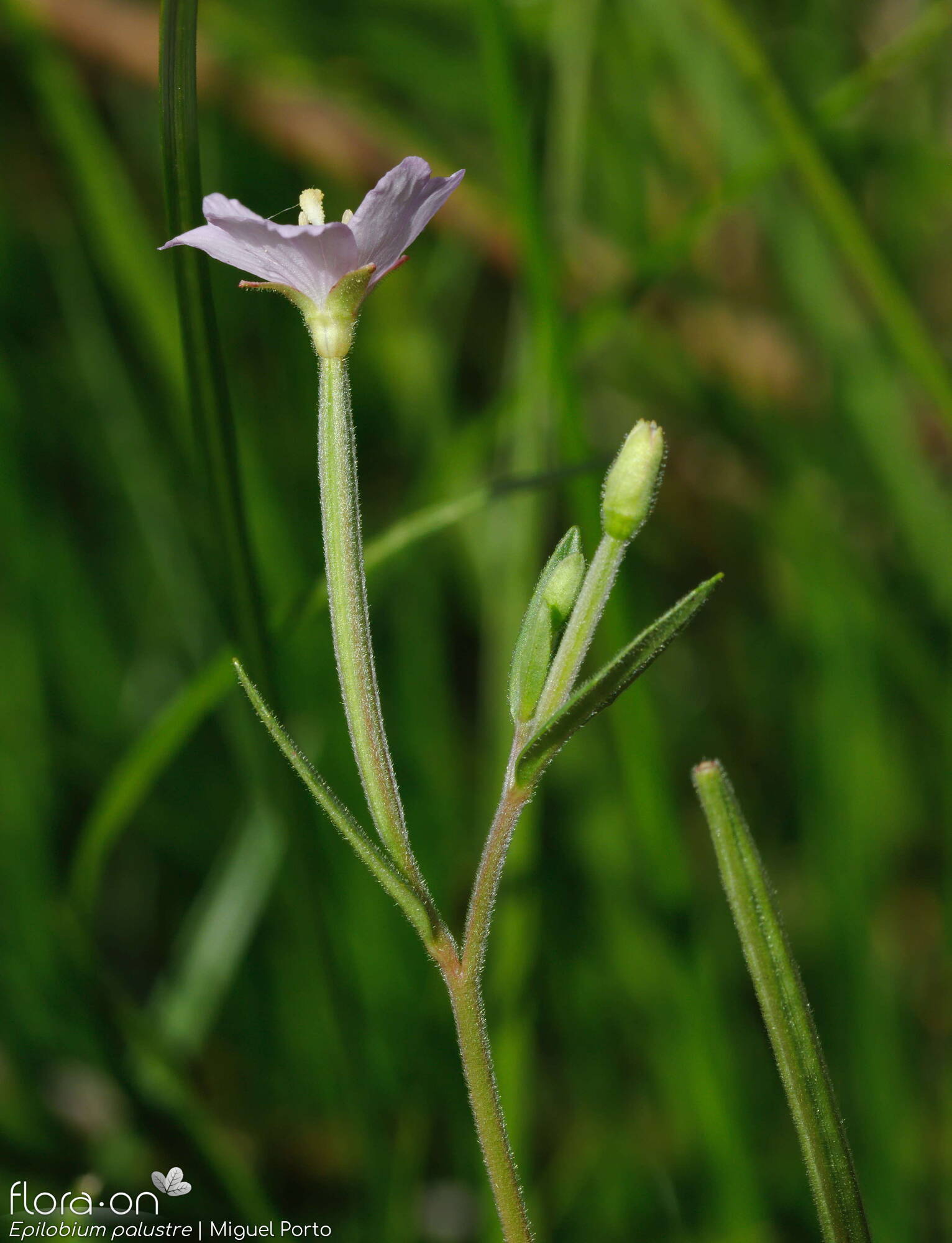 Epilobium palustre - Flor (geral) | Miguel Porto; CC BY-NC 4.0