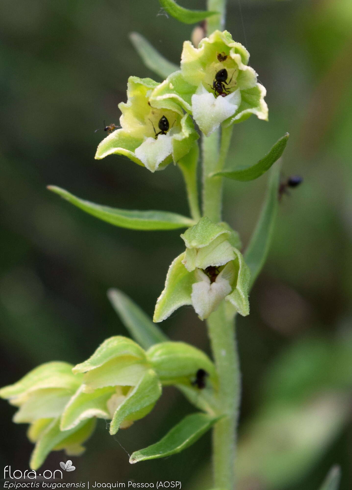 Epipactis bugacensis - Flor (geral) | Joaquim Pessoa; CC BY-NC 4.0