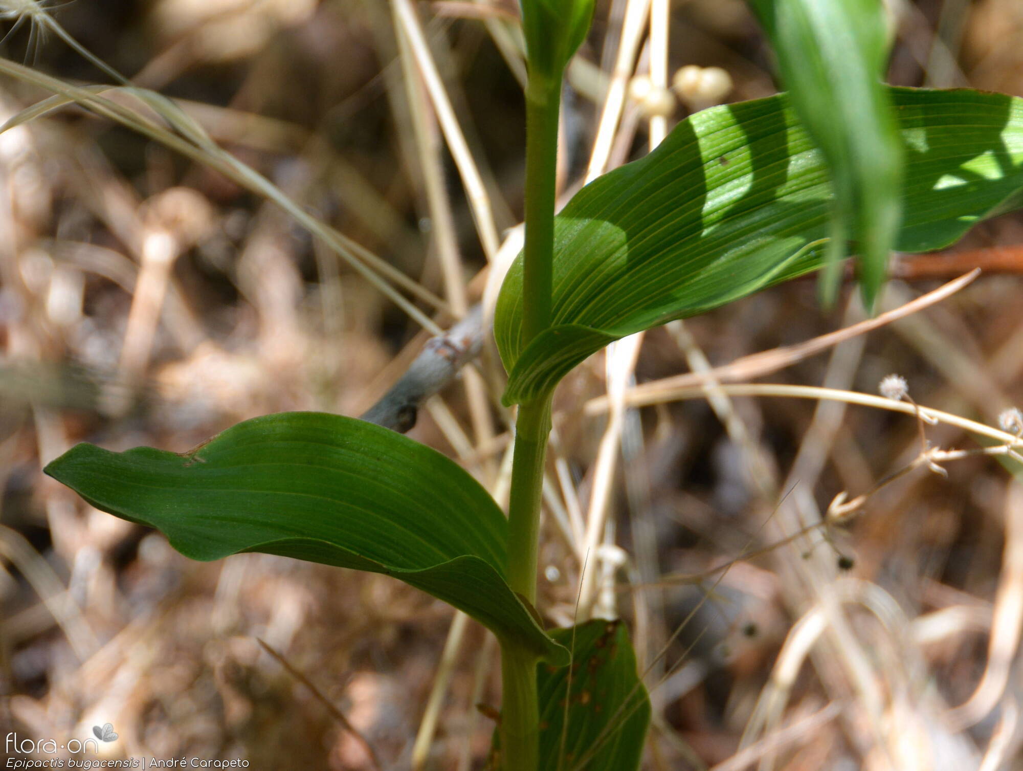 Epipactis bugacensis - Folha | André Carapeto; CC BY-NC 4.0