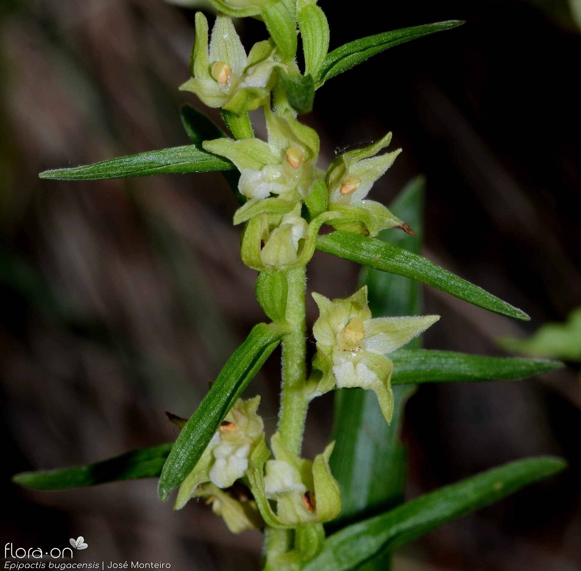 Epipactis bugacensis - Flor (geral) | José Monteiro; CC BY-NC 4.0