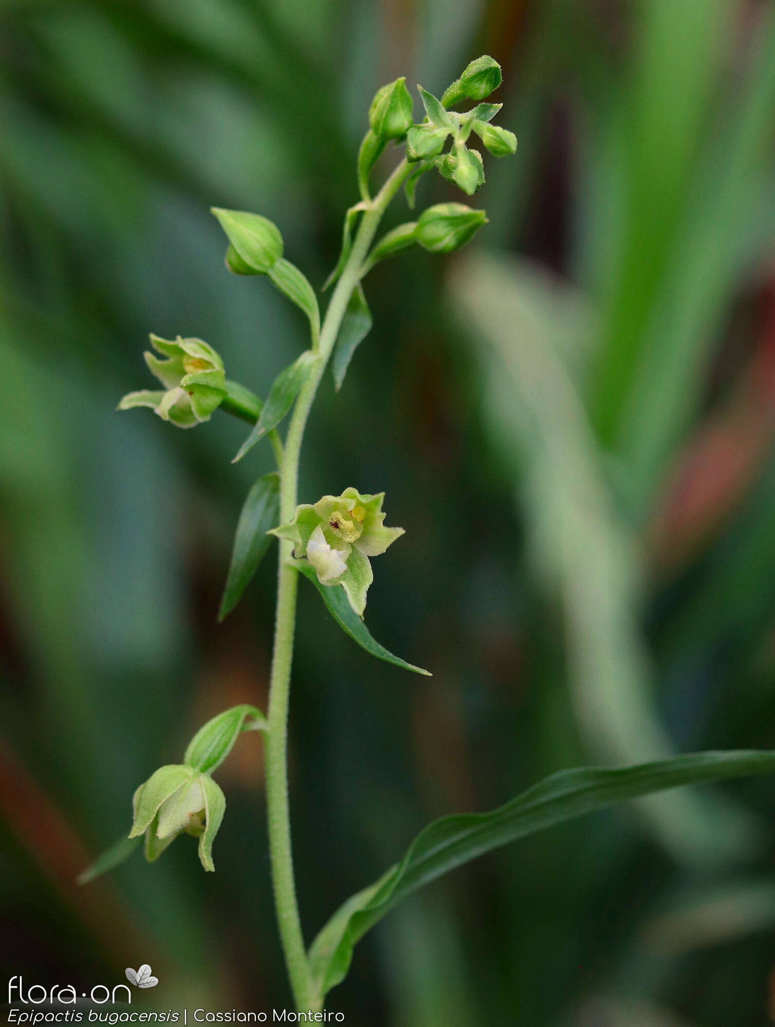 Epipactis bugacensis - Flor (geral) | Cassiano Monteiro; CC BY-NC 4.0
