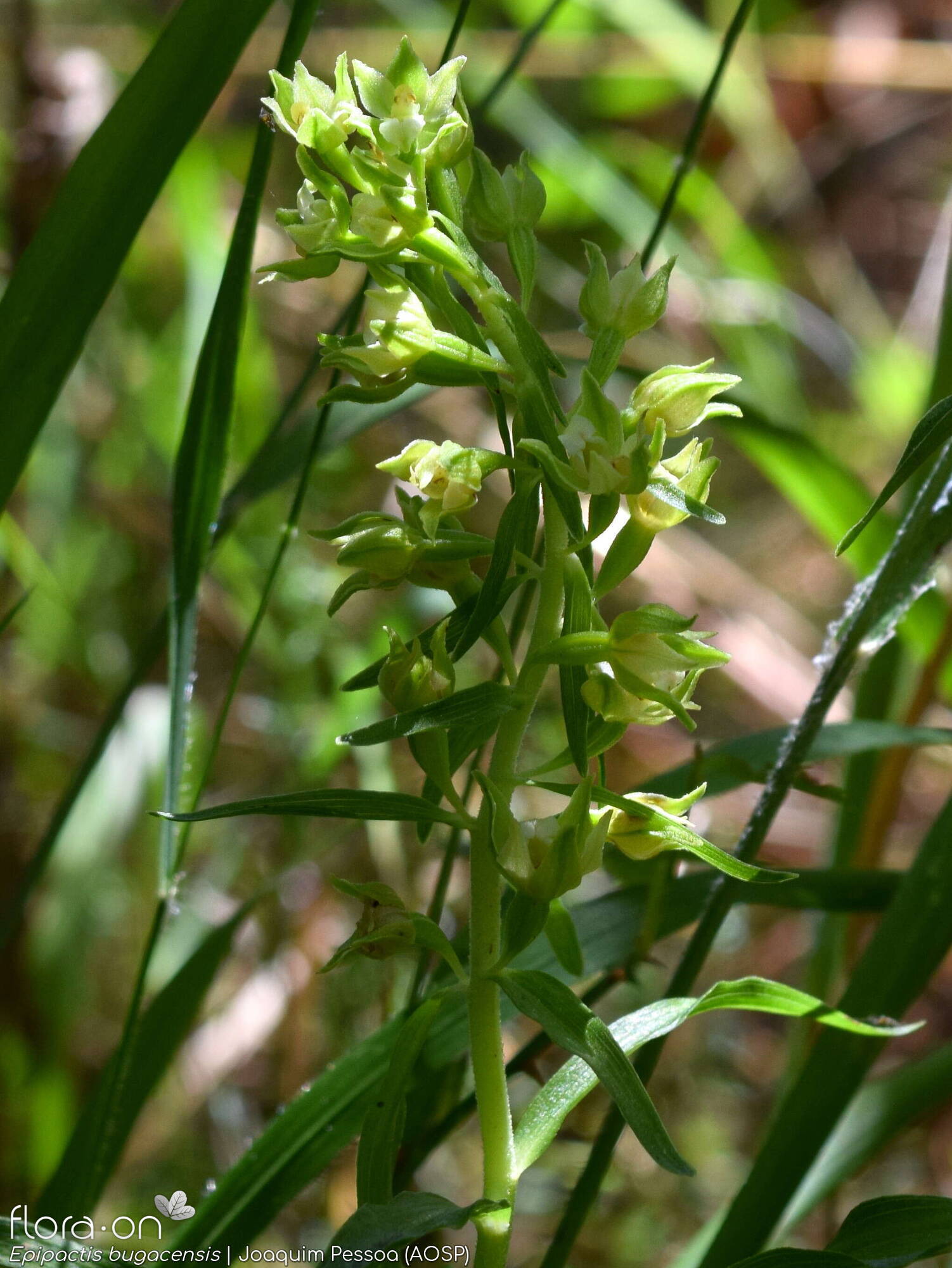 Epipactis bugacensis - Flor (geral) | Joaquim Pessoa; CC BY-NC 4.0