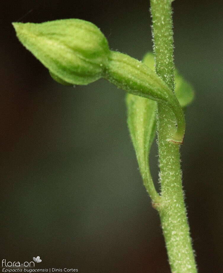 Epipactis bugacensis - Botão | Dinis Cortes; CC BY-NC 4.0