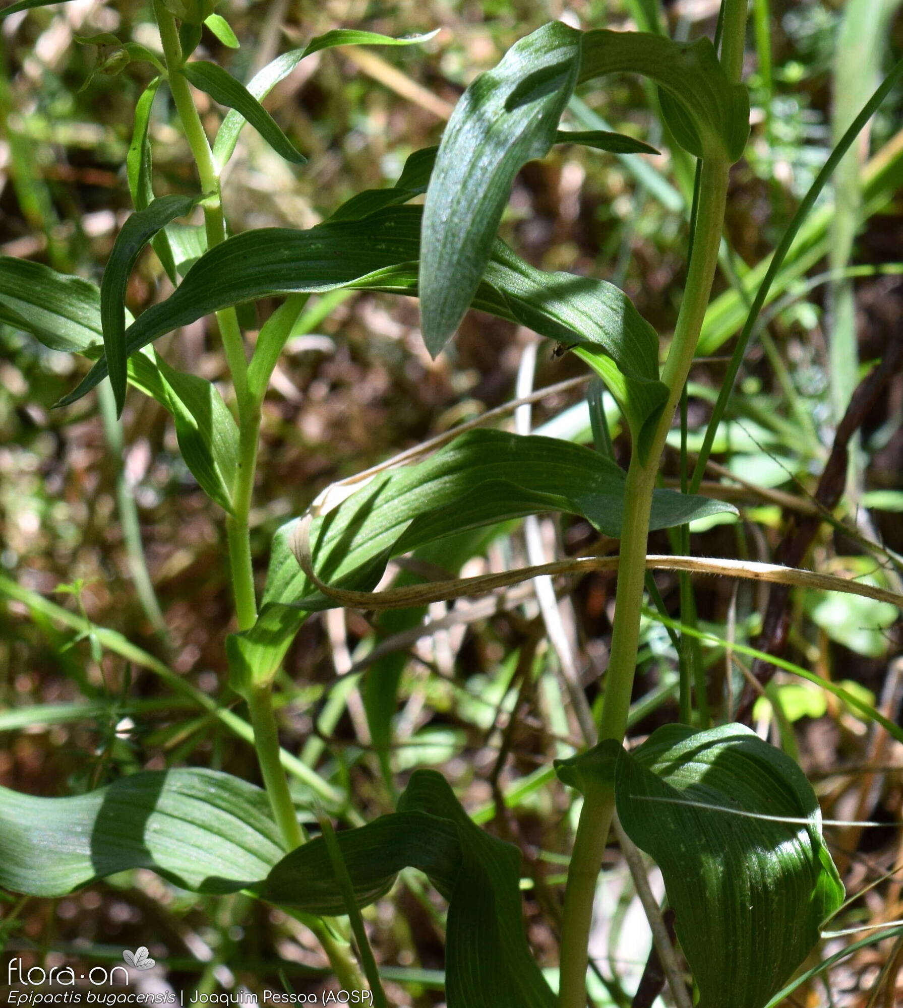 Epipactis bugacensis - Folha (geral) | Joaquim Pessoa; CC BY-NC 4.0
