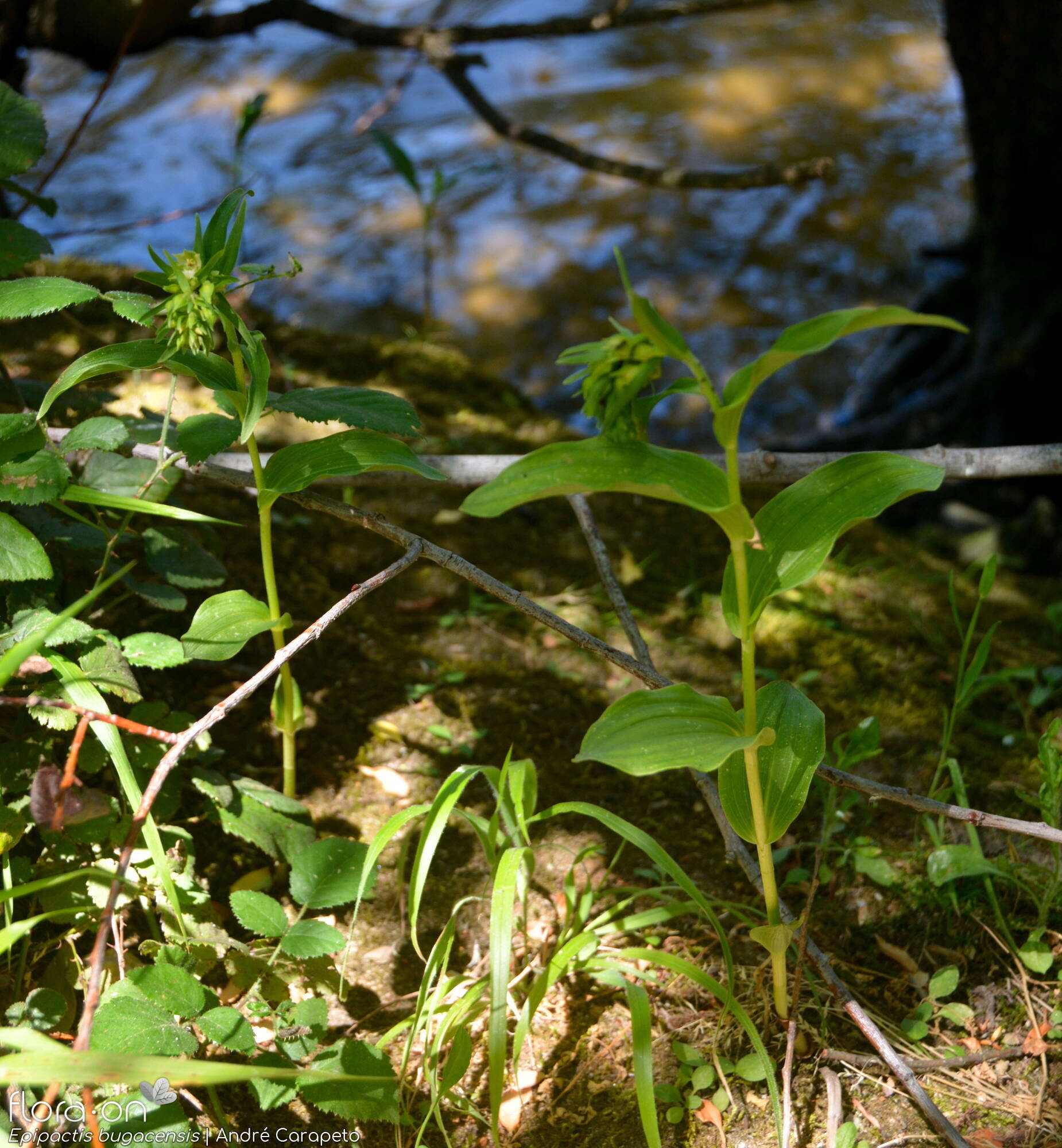 Epipactis bugacensis - Hábito | André Carapeto; CC BY-NC 4.0
