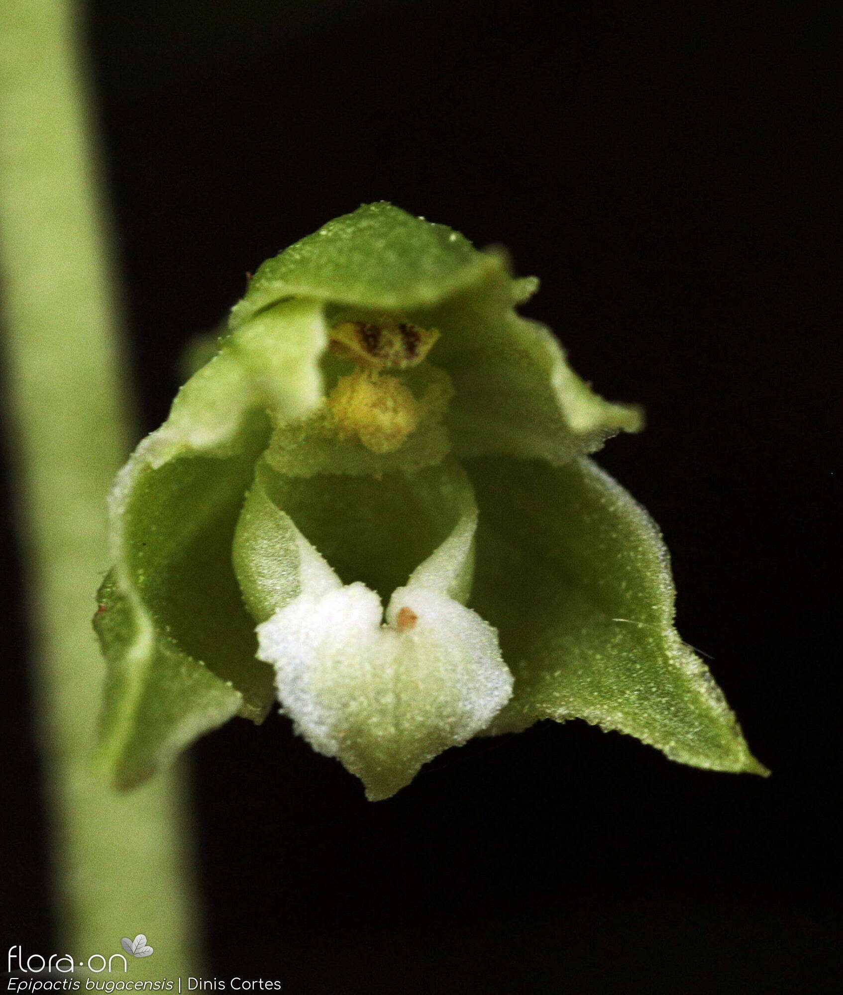 Epipactis bugacensis - Flor (close-up) | Dinis Cortes; CC BY-NC 4.0