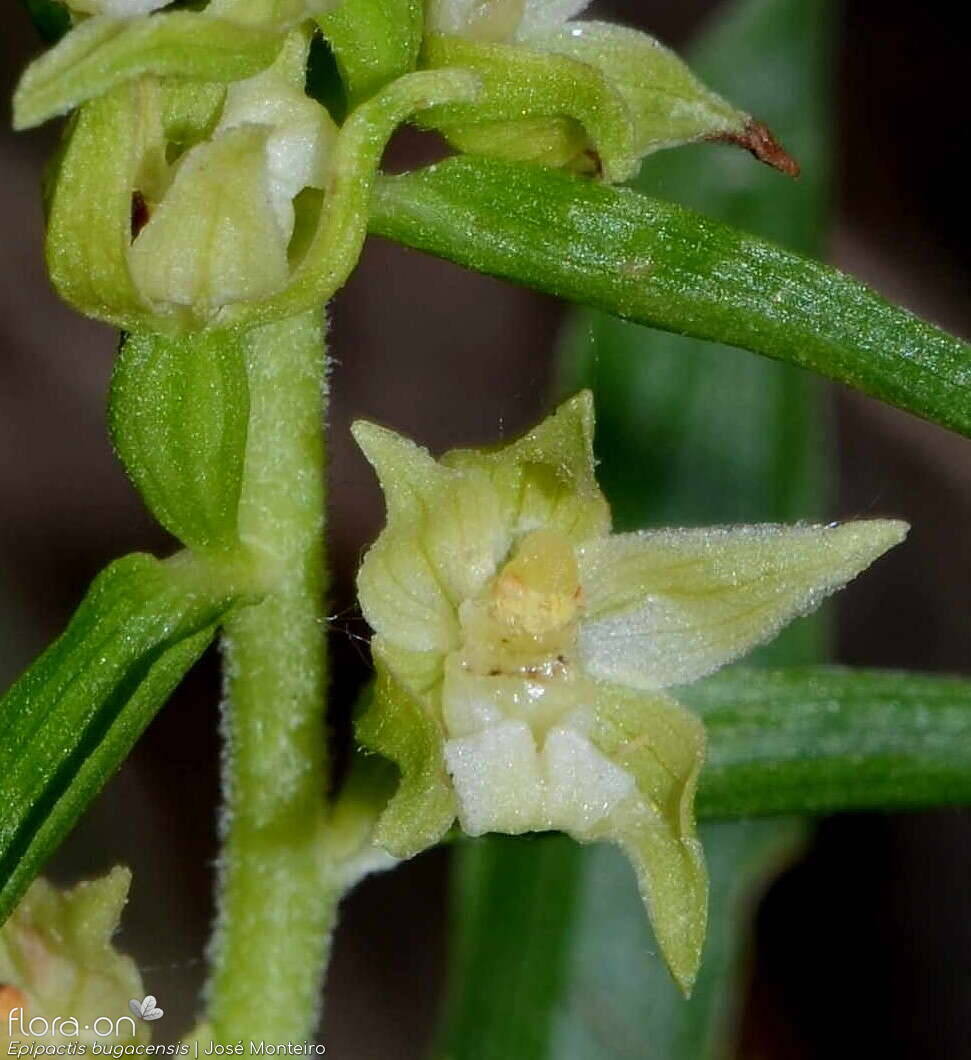 Epipactis bugacensis - Flor (close-up) | José Monteiro; CC BY-NC 4.0