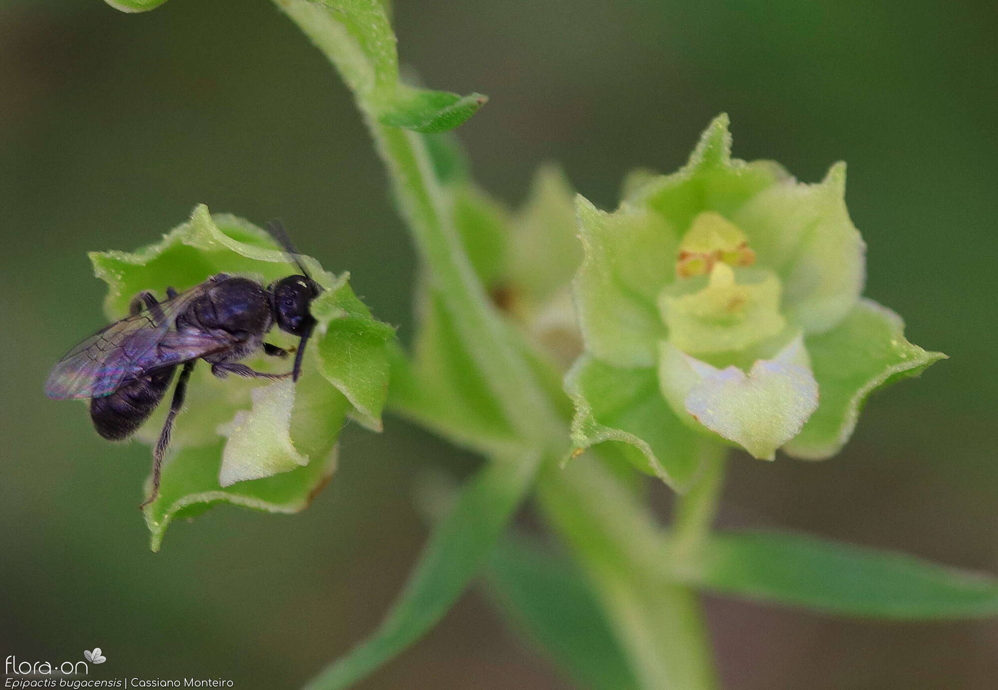 Epipactis bugacensis - Flor (close-up) | Cassiano Monteiro; CC BY-NC 4.0