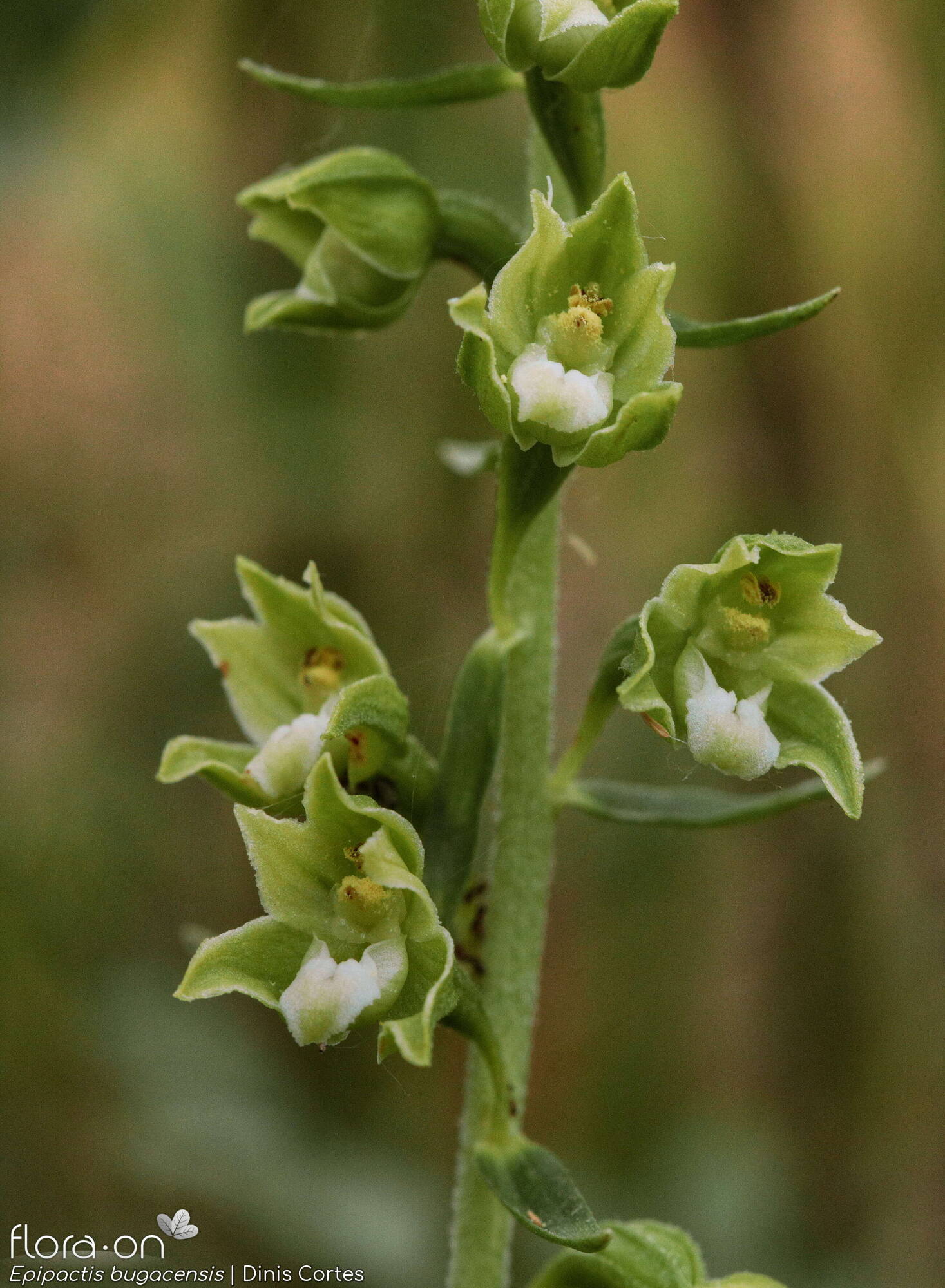 Epipactis bugacensis - Flor (geral) | Dinis Cortes; CC BY-NC 4.0