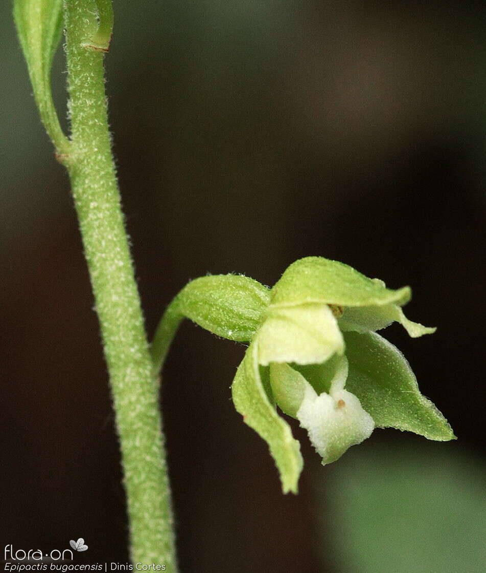 Epipactis bugacensis - Flor (close-up) | Dinis Cortes; CC BY-NC 4.0